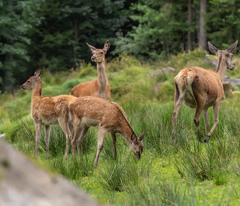 Fünf Rothirsche grasen aufmerksam in der Natur Rehe im Tierfreigelände Neuschönau