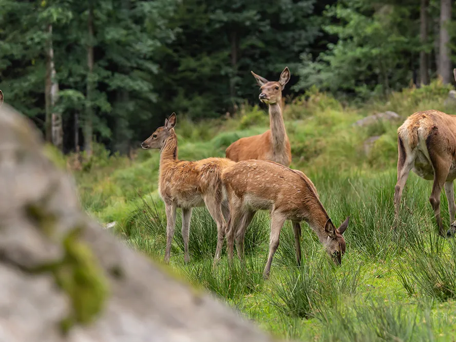Fünf Rothirsche grasen aufmerksam in der Natur Hirschkühe fressen im hohen Gras, während die sanfte Naturkulisse mit Bäumen und Steinen eine friedliche Atmosphäre schafft.