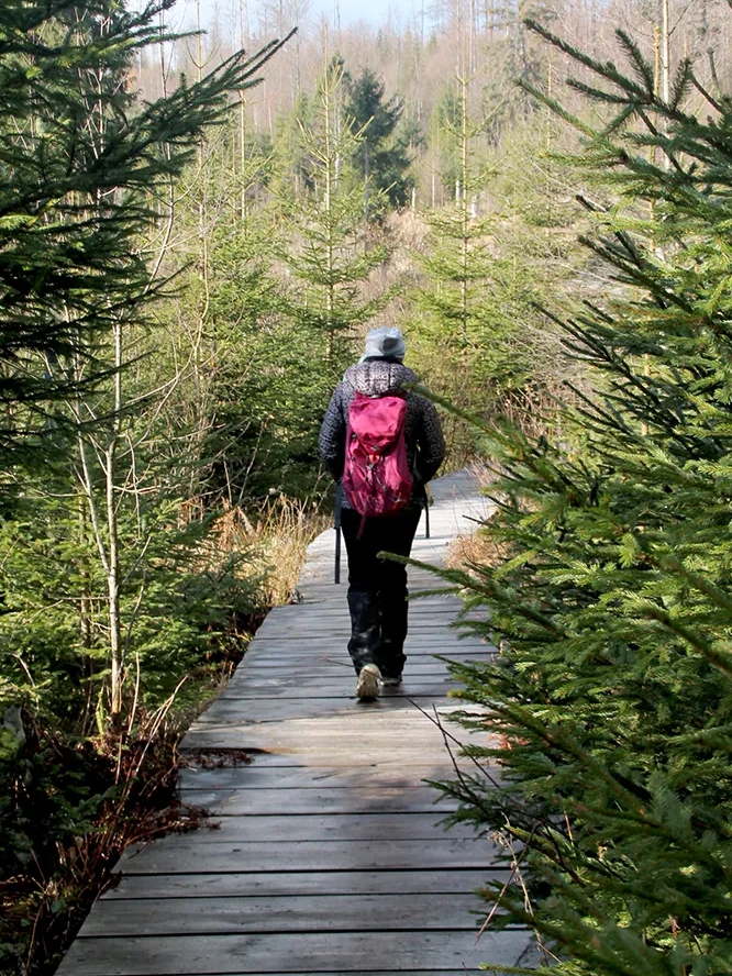 Wanderer auf einem Holzbohlensteg im Nationalparkwald Wanderer in der Ferienregion
