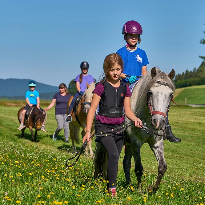 Gemeinsame Erlebniszeit: Kinder und Pferde bei einer Tour auf einer Wiese Eine Gruppe von Kindern reitet auf Ponys und wird von einem Mädchen mit einem grauen Pferd angeführt, umgeben von blühenden Wiesen.